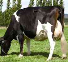 Vaca lui Holstein ne va trata cu lapte!