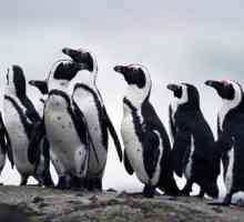 Pinguini africani: trăsături de structură și comportament extern