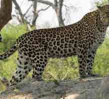 Leopardul african: habitat, obiceiuri, descriere, natura animalului