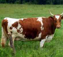 Rasa de vaci Ayrshire - o capodopera a cresterii bovinelor de lapte