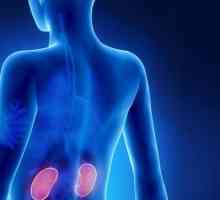 Probleme de sănătate actuale: care sunt funcțiile rinichilor și ce este necesar pentru a le menține…