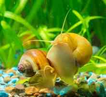Melci acvarieni: descrierea speciilor, conținutul, hrănirea, reproducerea