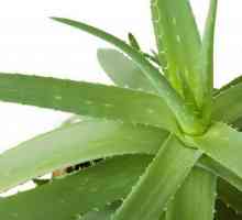 Aloe: îngrijirea plantei în casă