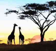 Analiza poemului Gumilev `Girafa`, istoria creației
