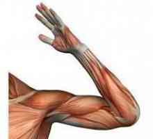 Anatomie. Cot articulație: structură, ligamente, mușchi și funcții