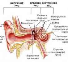 Anatomie: structura și funcțiile analizorului auditiv