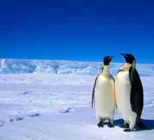 Antarctica: populația continentală. Stații antarctice rusești
