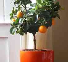 Arborele portocaliu