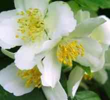 Flori de iasomie fragile în grădina dvs.