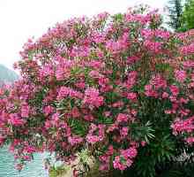 Oleander aromatic. Grijă la domiciliu