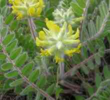 Astragalus woollyflower: proprietăți medicinale și crescând pe terenul grădinii