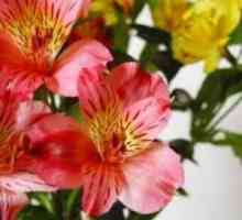 Astrameriya - flori pentru casă și grădină
