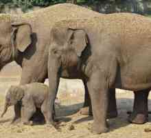 Elefanții asiatici: descriere, caracteristici, stil de viață, nutriție și fapte interesante