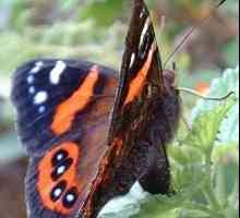 Butterfly Admiral - o frumoasă creație a naturii