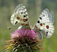Butterfly Apollo: fapte și descrieri interesante