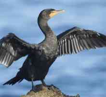 Cormoranul este o pasăre de mare. Descrierea și stilul de viață al cormoranului