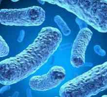 Bakozoză asupra microflorei și sensibilitatea la antibiotice: bazele pentru analiza, decodificarea