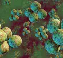 Bacterii globulare (cocci, micrococci, diplococi): structura, dimensiunile, mobilitatea