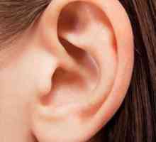 Cavitatea tamburului face parte din urechea medie