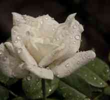 Un trandafir alb este o carte de vis. Buchet de trandafiri albi. Interpretarea viselor