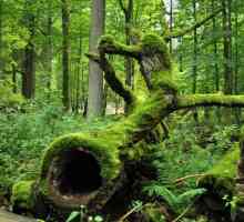 Belarus: natura și zonele sale protejate