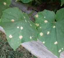 Pete albe pe frunzele de castraveți: există vreun motiv de îngrijorare?