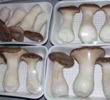 Ciupercile de stepă albă din Yeringa: caracteristicile și particularitățile cultivării