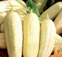 Castravete albe: soiuri, cultivare