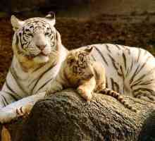 Tigru alb - un animal enumerat în Cartea Roșie. Fotografie și descrierea tigrului alb