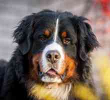 Rabia la câine: cum se determină simptomele, cauzele și caracteristicile tratamentului