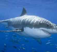 Marele rechin alb - furtuna oceanelor
