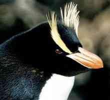 Pinguini cu creasta mare: descriere și fotografie