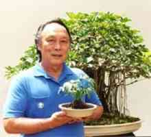 Bonsai - îngrijirea la domiciliu a copacilor-bebeluși