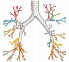Respirația bronșică: tipuri și forme de respirație patologică