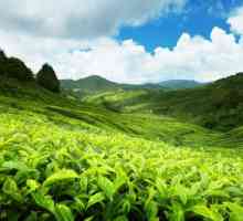 Plantații de ceai. Atracțiile din Sri Lanka: plantații de ceai