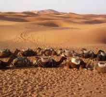 Ce este caracteristica deserturilor arabe și unde sunt localizate?