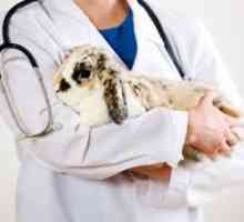 Mai degrabă decât pentru a trata diareea la iepuri? Boli ale iepurilor: simptome și tratament