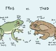 Care este diferența dintre un broască și o broască? Similitudinea broaștelor și a broaștelor
