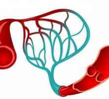 Ceea ce distinge arterele de venele: trăsăturile structurii și funcționării