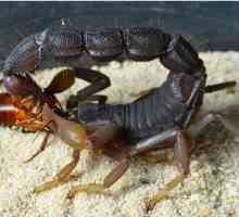 Ce mănâncă scorpionii în natură și în terariu?