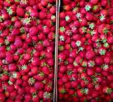 Ce hrănesc grădinarii de căpșuni?