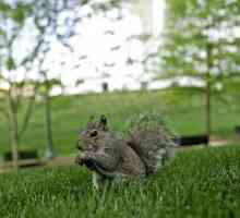 Ce este proteina hrănită în parc și ce înseamnă veverițele?