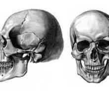 Craniul: îmbinarea oaselor craniului. Tipuri de conexiune a oaselor craniului