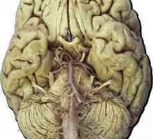 Nervi cranieni, 12 perechi: anatomie, masă, funcții