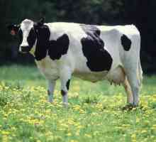 Rasă de vaci alb-negru: o caracteristică