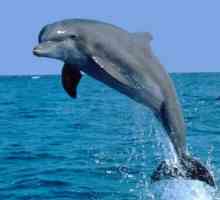 Delfinul bottlenose de la Marea Neagră este o specie de mamifere marine foarte dezvoltate