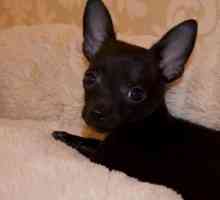 Black Chihuahua: descriere