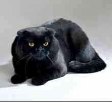 Pisică neagră: descrierea rasei