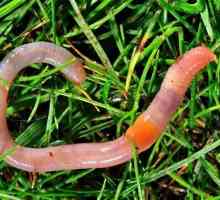 Worms rain - o sursă de îngrășăminte valoroasă