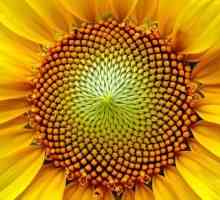 Semințe de floarea soarelui alb-negru: istoric, proprietăți utile și dăunătoare